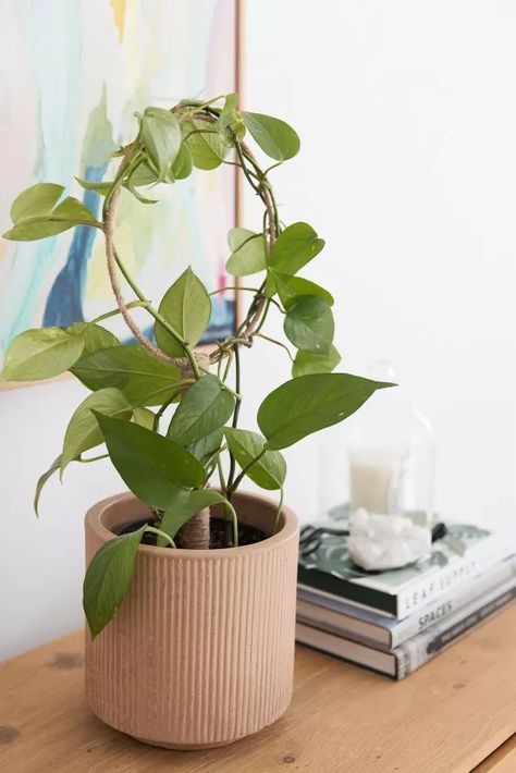 Grow Plants in Unique Ways Using PVC Pipe | Hometalk Diy Plant Trellis, Potted Plant Trellis, Pot Trellis, Grape Vine Trellis, Trellis Diy, Indoor Plant Trellis, Wire Trellis, Indoor Plants Styling, Plant Styling