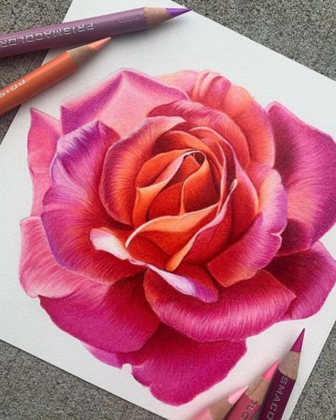 🌷: @_annisart_ Sketches Art Journals, Flower Drawing Pencil, Drawing Pencil Sketches, Pencil Colour Painting, Pencil Flowers, Realistic Flower Drawing, Colored Pencil Artwork Ideas, Painting Roses, Color Pencil Sketch