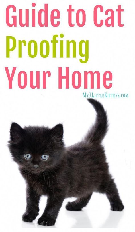 Cat proofing your home First Time Cat Owner, How To Cat, Cat Proofing, Cat Hacks, Pet Advice, Cat Care Tips, Kitten Care, Cat Training, Pet Hacks