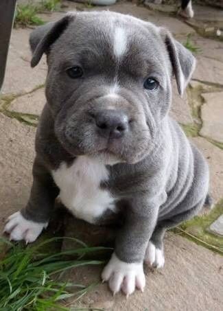 Pitbull Dog Puppy, Funny Pugs, Pit Bull Puppies, Pitt Bulls, Haiwan Comel, Anak Haiwan, Cele Mai Drăguțe Animale, Blue Pits, Haiwan Lucu