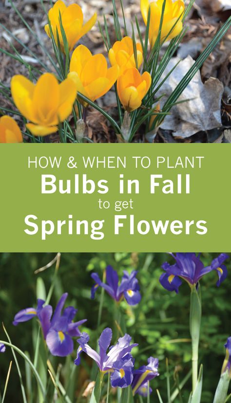 When To Plant Bulbs, Fall Bulb Planting, Planting Bulbs In Spring, Daffodils Planting, Crocus Bulbs, Plant Bulbs, Spring Garden Flowers, When To Plant, Fall Bulbs