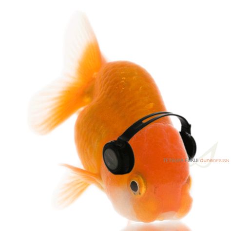 dance with me by TE2YA Silly Gifs, Fish Meme, Silly Fish, Ryukin Goldfish, Fish Gif, Cute Fish, Style Photo, Silly Animals, Marine Animals