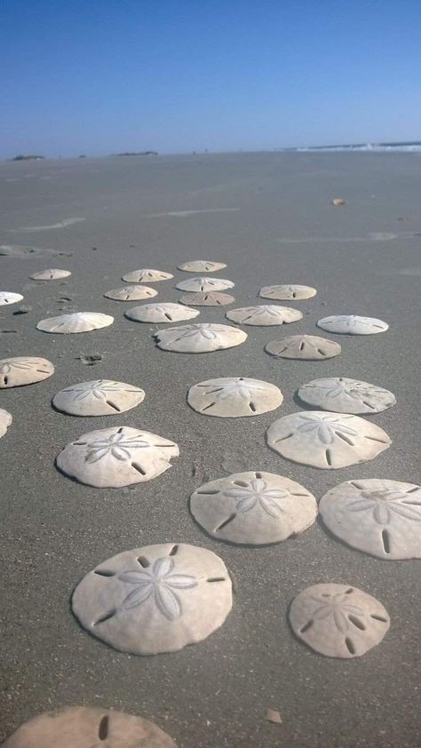 "Mermaid coins lost at sea, the ocean's only currency" ~ author unknown Ocean Treasures, Sand Dollars, Kiawah Island, I Love The Beach, Beach Living, Beach Time, Beach Scenes, Ocean Life, Ocean Beach