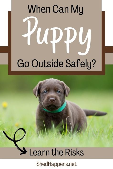 When Can My Puppy Go Outside? - Shed Happens Puppy Tips Bringing Home, New Puppy Tips, Bringing Home Puppy, Getting A New Puppy, Puppy Training Guide, Puppy Tips, Socializing Dogs, Puppy Socialization, Puppy Stages