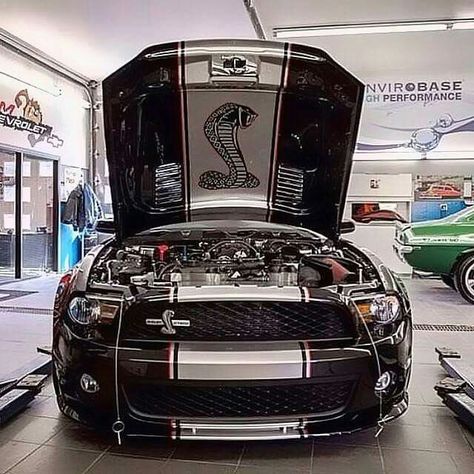 Shelby GT500 Super Snake 2014 Shelby Gt500, Shelby Gt500 Super Snake, Mustang S197, Dodge 300, 2005 Mustang, 2014 Mustang, Mustang Girl, Shelby Gt 500, Mustang Wallpaper