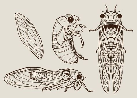 Cicada Set Hand Drawn Vector Cicada Drawing, Cicada Art, Cicada Tattoo, Bug Tattoo, Insect Tattoo, Bug Art, Insect Art, Hand Drawn Vector, Field Guide