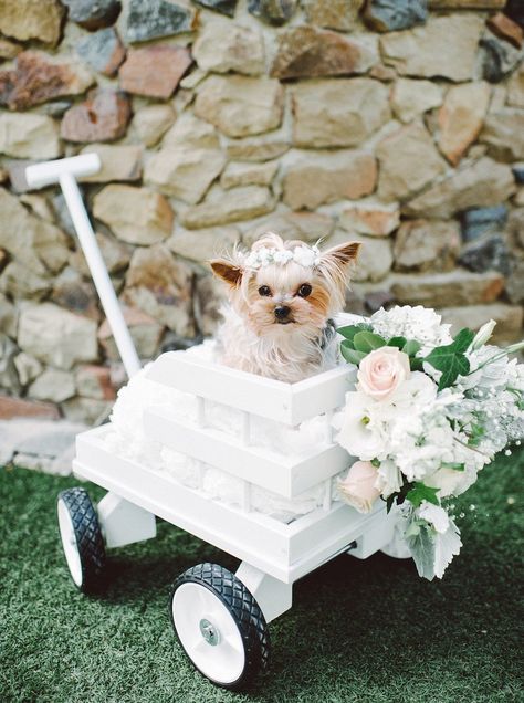 Wedding Dresses For Dogs, Dog Wedding Dress Pets, Pug Wedding, Organza Wedding Dresses, Puppy Wedding, California Ranch Wedding, Fern Wedding, Best Wedding Ideas, Dog Wedding Dress