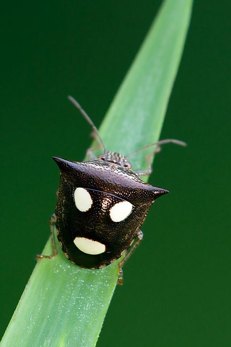 The back seems to combine the happy face/tragic face which exemplifies acting/theater. Bug Reference, Shield Bug, Weird Insects, Shield Bugs, Creepy Crawlers, Bug Hotel, Flying Flowers, Cool Bugs, God Is Amazing