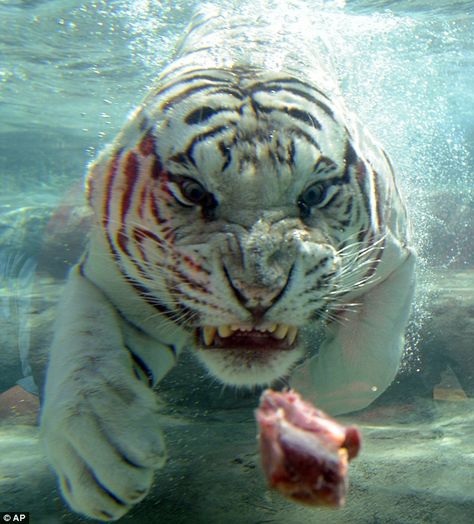 Meet Odin, a large male white Bengal tiger, lives at the Six Flags Discovery Kingdom Zoo in Vallejo. Hot Dog Tattoo, Tiger Eating, Tiger In Water, Bengal Tiger, Eat Meat, Under Water, Dog Tattoo, White Tiger, Animal Planet