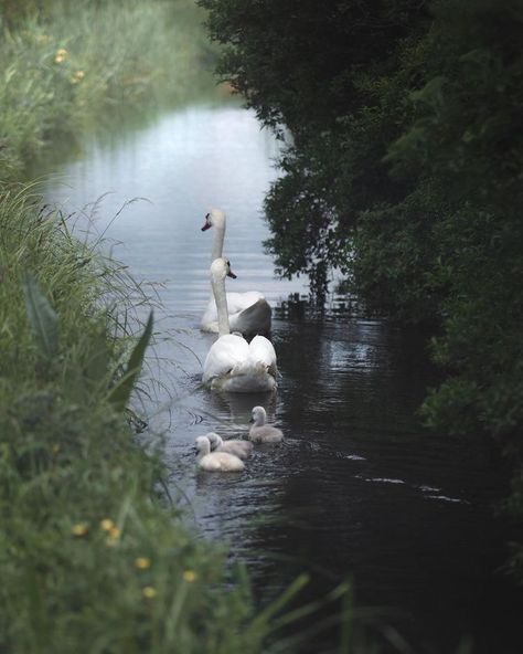 Swan Family, Swan Lake, Nature Aesthetic, Swans, Green Aesthetic, الرسومات اللطيفة, 귀여운 동물, Country Life, Animals Friends