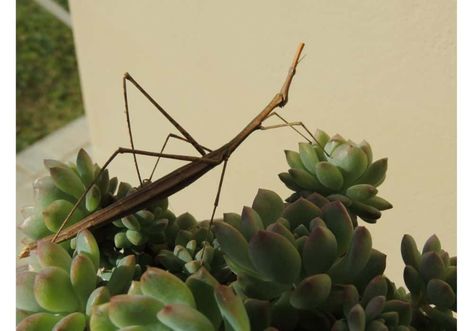 Walking Stick Bug, Walking Stick Insect, Stick Insects, Stick Bug, Stick Insect, Types Of Insects, Baby Walking, Eat Local, Walking Stick