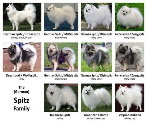 Pomeranians Puppy, German Spitz Dog, Spitz Dog Breeds, Japanese Spitz Puppy, Japanese Spitz Dog, Japanese Dog Breeds, Spitz Breeds, Dog Infographic, Spitz Dog