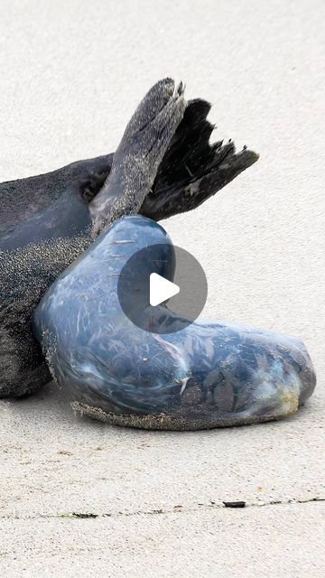 375K views · 75K likes | Tammy Ascher on Instagram: "⚠️ SENSITIVE CONTENT: Seal Pup live birth ⚠️

It was amazing to see this Harbor Seal give birth to her newborn pup! I’m so happy I decided to grab my rain gear and head to La Jolla on this cold, rainy morning. When I arrived at the designated Harbor Seal viewing area, I noticed a pregnant seal was in labor and already pushing! Rushing to put my camera on my tripod, I didn’t have time to tighten everything or make any adjustments before I saw the pup (in its amniotic sac) coming out! What an exciting moment!

At the end of this video you can see mom and pup touching noses. This is a very important step in the bonding process. Moms and pups identify each other by smell, recognizing scent from glands in the skin near their noses (and flippe Birth Videos, Harbor Seal, Seal Pup, Rainy Morning, Give Birth, Sensitive Content, Rain Gear, La Jolla, Otters