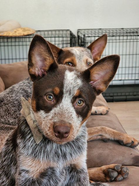 Chocolate Heeler Cattle Dogs, Chocolate Heeler, Mini Blue Heeler, Ranch Dogs, Blue Healer, Aussie Cattle Dog, Heeler Dogs, Cattle Dogs Rule, Heeler Puppies