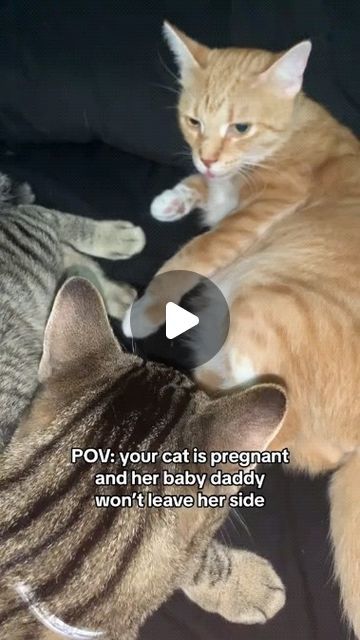 Angelina cats rescue on Instagram: "Moose and Cheeto #story #cats #fyp #catsoftiktok #kitten #pets #foryoupage #baby #Love #parents" Animal Reels, Cat Rescue Stories, Animal Hugs, Water Creatures, Love Parents, Cat Stories, Cat Rescue, Baby Love, Moose