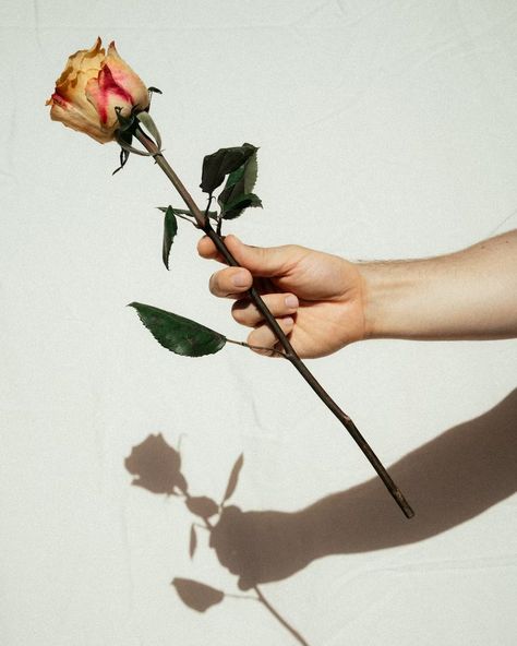 Person holding pink rose flower photo – Free Ca Image on Unsplash Rose Flower Photo, Hand Holding Rose, Rose Reference, Hands Holding Flowers, Rose Flower Photos, Picking Flowers, Pink Rose Flower, Holding Flowers, Rose Photography