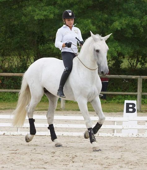 Grey Horses, Bareback Riding, Show Jumping Horses, Natural Horsemanship, Horse Inspiration, Pony Horse, Dressage Horses, White Horses, Cute Horses