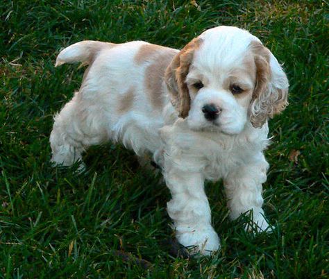 look at that face! Cocker Spaniel Puppy, American Cocker Spaniel, Cocker Spaniel Puppies, Cocker Spaniel Dog, Puppies And Kitties, Cocker Spaniels, Spaniel Puppies, Spaniel Dog, Puppy Dogs