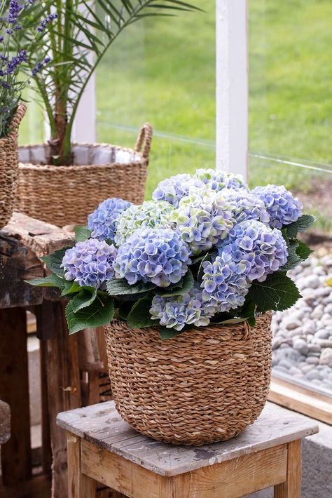 Hydrangea Planters, Sunday Brunch Wedding, Hydrangea Cottage, Hydrangea Potted, Large Wicker Basket, Nantucket Style, Ceremony Florals, Clam Bake, Hydrangeas Wedding