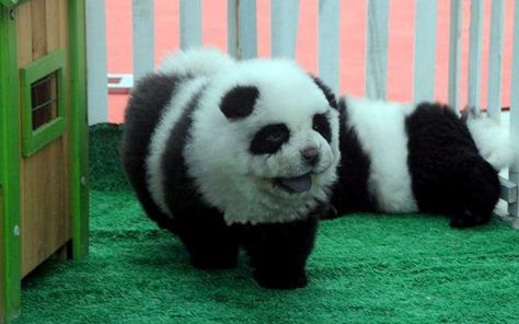 There's a pet shop in the Sichuan Province of China that sells "panda dogs." They're dyed this way, not genetically engineered. Panda Chow Chow, Chow Puppies For Sale, Perros Chow Chow, Panda Puppy, Dog Dye, Panda Dog, Chow Chow Puppy, Chow Chow Dogs, Chengdu