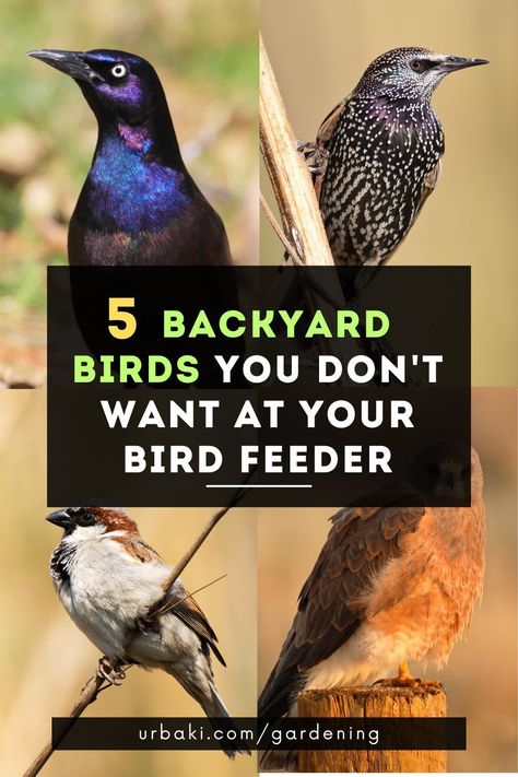 Are you tired of having unwanted visitors at your bird feeder? Sometimes it can be challenging to keep certain birds away from your seeds while still enjoying the company of the birds you do want to see.Today we will introduce you to the five most common garden birds that you definitely do NOT want in your feeder.Learning to identify these birds and their behaviors can go a long way in keeping them away from your feeder... Ways To Hang Bird Feeders, Bird Feeder Setup, Bird Feeder Landscaping Ideas, Bird Area In Backyard, Big Bird Feeder, Bird Feeder Station Ideas, Ground Bird Feeder, Duck Feeder, Bird Feeder House