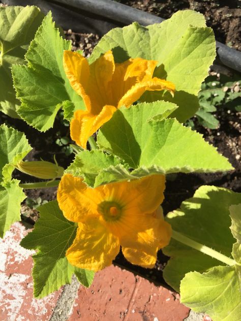 Squash flowers Squash Flowers, Zucchini Pasta Recipes, Zucchini Recipes Baked, Growing Zucchini, Zucchini Recipes Healthy, Zucchini Banana Bread, Easy Vegetables To Grow, Bake Zucchini, Zucchini Chips