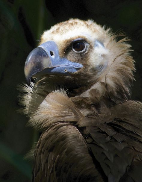 Cinereous Vulture. Photo by ucumari photography. Cinerous Vulture, Cinereous Vulture, Vulture Marvel, Weird Birds, Tattoo Nature, Animals Tattoo, Wallpaper Aesthetics, Vulture Culture, Bird Of Prey