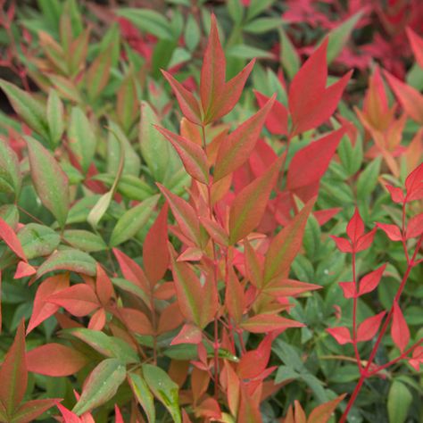 Nandina Plant, Southern Living Plant Collection, Front Yard Plants, Southern Living Plants, Rosemary Plant, Southern Garden, Free Plants, Front Yard Landscaping Design, Plant Collection