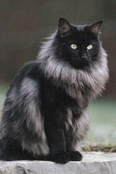 Gata Marie, Siberian Cat, Gorgeous Cats, Norwegian Forest, Forest Cat, Norwegian Forest Cat, Unique Cats, Kuta, Cat Care