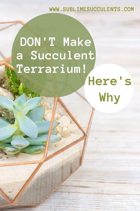 Cacti Terrarium, Replanting Succulents, Succulents In Glass, Open Terrariums, Cactus Terrarium, Diy Succulent Terrarium, Succulent Garden Indoor, Flowering Succulents, Beautiful Terrariums