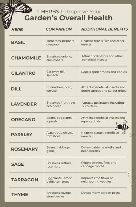 Herb Garden Design Layout, Herbal Design, Herb Companion Planting, Growing Thyme, Companion Planting Chart, Vege Garden, Companion Planting Vegetables, Companion Gardening, Garden Companion Planting