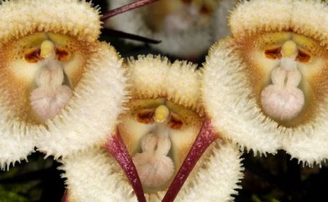 Fascinating Flowers: Meet Dracula Simia - the 'Orchid Monkey' Monkey Orchid, Flowers Unique, Strange Flowers, نباتات منزلية, Rare Orchids, Unusual Plants, Unusual Flowers, Beautiful Orchids, Rare Flowers