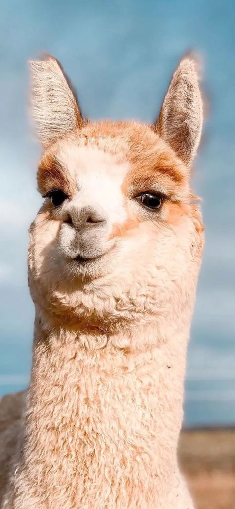 Lama Animal, Alpaca Pictures, Llama Pictures, Alpaca My Bags, Cutee Animals, Alpaca Farm, Cute Alpaca, Cute Llama, Cute Animals Images