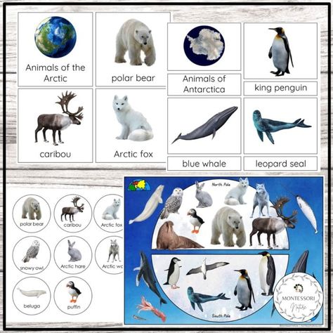 Arctic Fox Facts, Arctic Animals Preschool Activities, Polar Animals Preschool, Arctic Animals Preschool, Polar Bear Facts, Arctic Animals Crafts, Animal Facts For Kids, Antarctic Animals, Animal Infographic