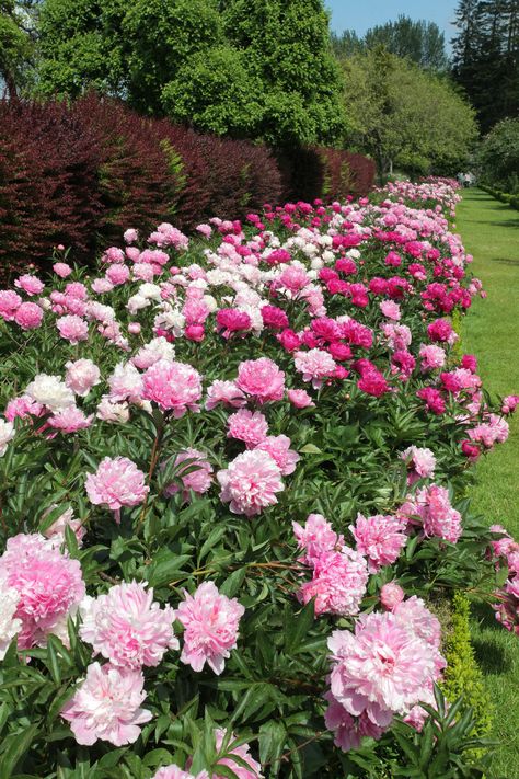 Backyard Peony Garden, Peony Bush, Cut Flower Garden, Peonies Garden, Pink Garden, Dream Backyard, Landscaping Plants, Alam Semula Jadi, Garden Cottage