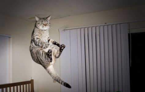 Jumping cat Hover Cat, Funny Cat Fails, Jumping Cat, Cat Fails, Flying Cat, Koci Humor, Funny Cat Photos, Funny Cat Pictures, Cat Photo