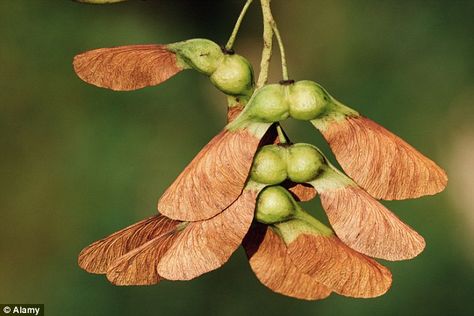 Sycamore tree seeds, or helicopter seeds, are fatal in four out of five cases when eaten by horses but are not thought to be harmful to humans (file picture) Sycamore Seeds Drawing, Texas Forest, Maple Tree Seeds, Sycamore Seed, Maple Seeds, Mother Tree, Maple Seed, Gardening Guide, Sycamore Tree