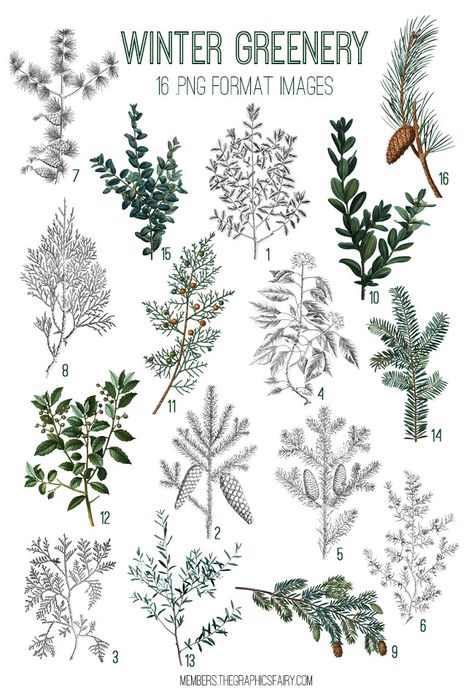 Winter Greenery Image Kit! Graphics Fairy Premium Membership Watercolor Christmas Greenery, Christmas Greenery Illustration, Christmas Greenery Drawing, Winter Floral Tattoo, Winter Foliage Illustration, Christmas Foliage Illustration, Winter Tablecloth, Greenery Tattoo, Greenery Drawing