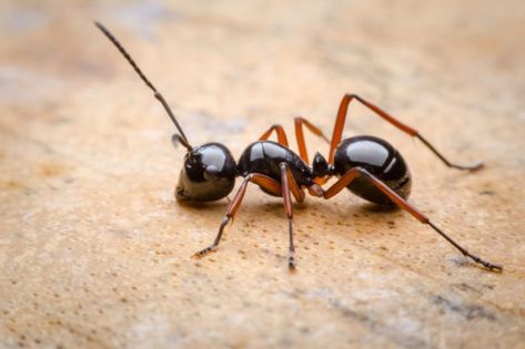 Getting rid of ants... Ant Image, Ant Killer Recipe, Wood Ants, Repellent Diy, Ant Tattoo, Ant Repellent, Tiny Ants, Ant Crafts, Ant Control