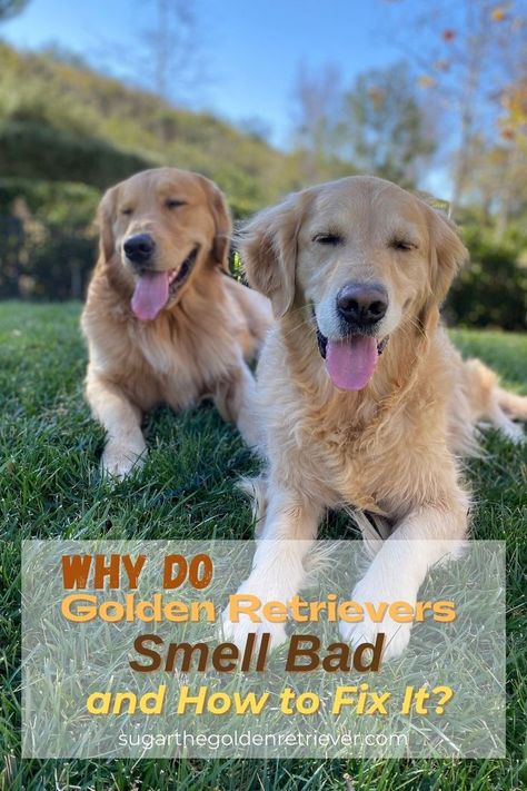 Why Do Golden Retrievers Smell Bad? Golden Retriever Fall, Golden Retriever Grooming, Golden Retriever Breed, Golden Retriever Training, Yeast Infections, Dog Toothbrush, Dog Smells, Golden Life, Dog Shampoo