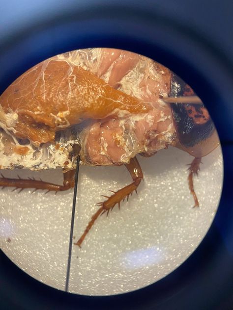 Dissected cockroach on a microscope. Animal biology class! Animal Biology, Biology Major, Animal Studies, Animal Study, Marine Biology, Marine Animals, Biology, Bucket List, University