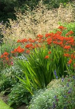 Summer border with Crocosmia 'Lucifer' and Stipa gigantea in July Rice Image, Stipa Gigantea, Crocosmia Lucifer, Summer Border, Sensory Garden, Areas Verdes, Coastal Gardens, English Cottage Garden, Garden Shrubs