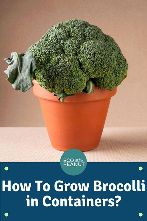 Want to learn some tips on how to grow broccoli in containers. You can use these tips whether you grow broccoli in indoors, outdoors or in pots. Broccoli grown in your gardens as plants is a perfect addition to any fresh salad. Check out these broccoli busting vegetable tips #broccoli #growingbroccoli #gardening Grow Broccoli Indoors, Broccoli Plants How To Grow, Growing Broccoli In Containers, Veg Growing, How To Grow Broccoli, Grow Broccoli, Growing Celery, Broccoli Plant, Growing Broccoli