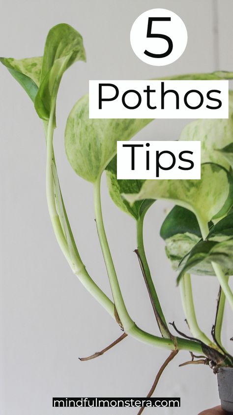 Pothos Indoor Decor, Hanging Pathos Plant, Pothos House Plants, Pothos Indoor, Pothos Indoor Ideas, Hanging Pothos Plant, House Plants Indoor Decor Ideas, Pothos Plant Ideas, Pathos Decor Ideas