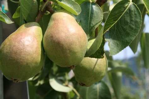 Freezing Pears, Pickled Pears, How To Store Apples, Pear Preserves, Ball Blue Book, Pear Sauce, Vitamin C Tablets, Pear Puree, Bartlett Pears