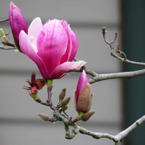 Tulip Magnolia Branches, Spring Flower Painting, Tulip Magnolia, Charleston Art, Magnolia Branch, Strange Flowers, Pink Magnolia, Magnolia Tree, Magnolia Flowers