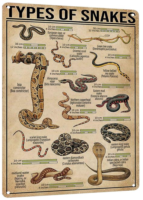 PRICES MAY VARY. Educational Appeal: This vintage snakes knowledge poster is a perfect blend of education and decor, ideal for imparting snake facts in a visually appealing manner. Great for classrooms and curious minds. Ideal Gift for Snake Lovers: Celebrate the passion for reptiles with this unique snake lover gift. Its detailed art makes it a thoughtful present for enthusiasts of all ages. Retro Farmhouse Charm: Adds a rustic touch to any space with its retro farm design. Perfect for farmhous Different Types Of Snakes, Snake Decorations, Types Of Snakes, Farmhouse Home Office, Snake Facts, Snake Photos, Knowledge Poster, Types Of Snake, Type Poster