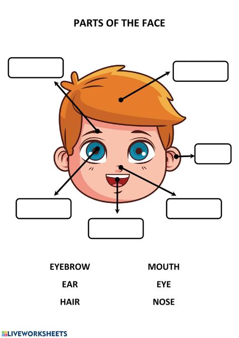 Parts Of The Face - Ficha interactiva Body Parts For Kids, Face Parts, Body Parts Preschool, English Worksheets For Kindergarten, English Activities For Kids, Learning English For Kids, English Phonics, English Worksheets For Kids, Kids English