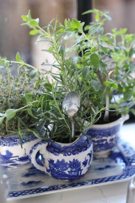 Plant In Teacup, Tiny Herb Garden, Backyard Kitchen Diy, Italian Lights, Global Bohemian, Makeup Png, Diy Indoor Garden, Blue And White Dishes, Clay Eye