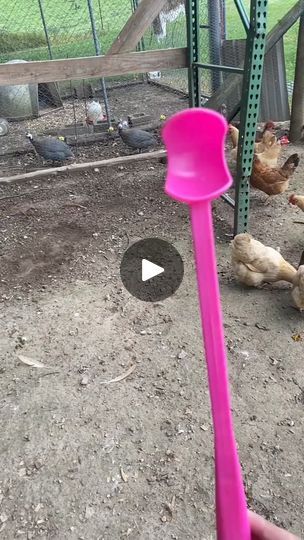 19K views · 206 reactions | Egg Collector 9,000 Backyard chicken farmers, this tennis ball thrower makes the perfect egg collector! I found mine at the Dollar Tree, if you want to give it a try!! #agriculture #poultry #chicken #farmlife #farm #egg #eggcollecter #dollartree #dollar #hen #fresh #tennessee #backyard | Homesteading Hack | Homesteading Hack · Original audio Farmers Dog, Backyard Homesteading, Dollar Tree Hacks, Perfect Eggs, Animal Health, Chicken Diy, Chicken Breeds, Chicken Eggs, Tennis Ball